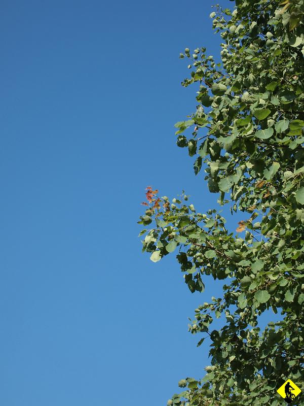 P7212027.jpg - Do Pcimia docieramy w 20min, wdrapanie się na pasmo Koskowej Góry chwile zajmuje. Każdorazowo ten odcinek dłuży się niemiłosiernie. Może dlatego, że to aż 5km pod górę…