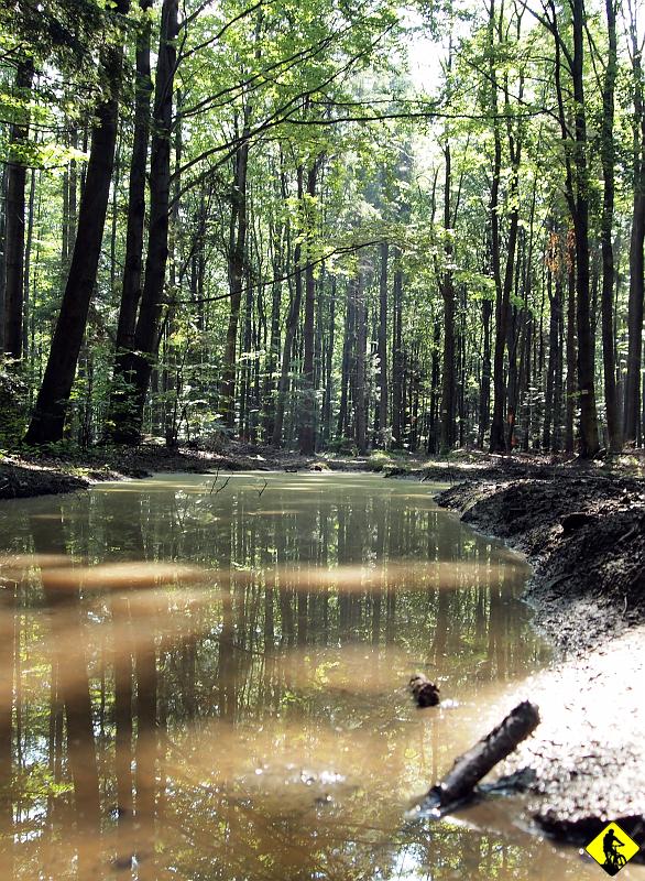 P7212031a.jpg - Na paśmie nadal zalegają spore ilości wody. Mimo, iż od kilku dni doskwierają upały. Część trasy w stronę Makowa jest dwa razy trudniejsza kondycyjnie i technicznie, od drogi powrotnej.