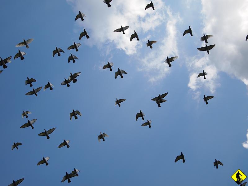 P7212066.JPG - Pod szczytem odbijamy w prawo w stronę Zembrzyc, gdzie jest teoretycznie połowa trasy. Pogoda nadal dobra.