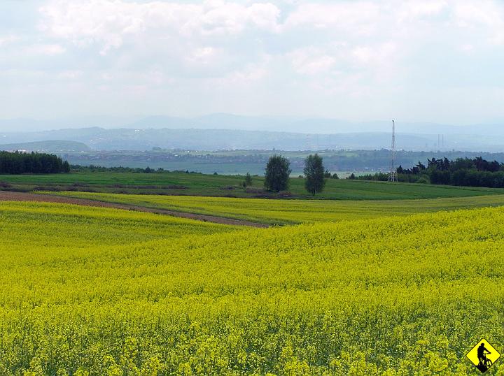 P5100031.jpg - Omijamy asfaltowe drogi. Kwitnące pola na drodze z Baczyna do Brzoskwini