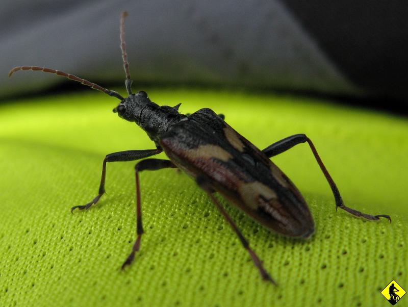 10.jpg - Tereny na rower wyborne, mimo, że nie ma tu zbyt wielu wysokości powyżej 1000m n.p.m. Wracamy przez Kletno czarnym rowerowym.