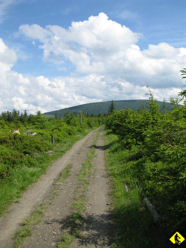 7.jpg - Rezygnuemy z wyciągu na Czarną Górę, choć delikatnie to lobbowałem :) Za to jedziemy stokówką do Żmijowca (omijamy szczyt Czarnej). W oddali wyłania się Śnieżnik.