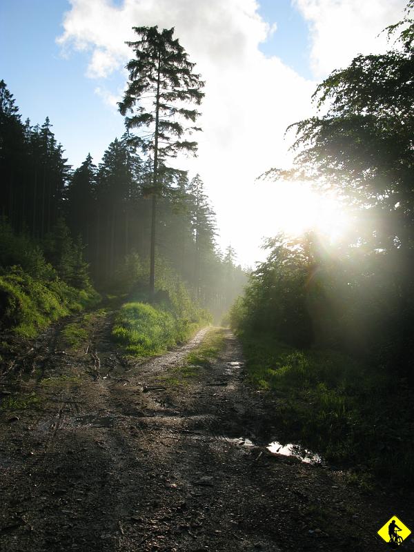 IMG_2566.jpg - Po całodniowych opadach w lesie jest śllisko i mokro, a unosząca się mgła na tle zachodzącego słońca tworzy niepowtarzalny klimacik. Jedziemy w stronę przejścia granicznego z Czechami.
