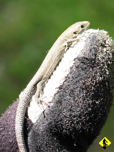 5.jpg - Po bliżej nieokreślonym czasie przebijając się żółtym szlakiem prowadzącym Pasmem Jałowca, podziwiamy naturę. W tym konkretnym przypadku był to mały jaszczur :)