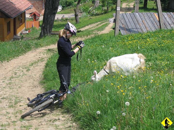 IMG_1065.JPG - ...Kozę :) Tata mój w domu powiedział, że ta szukała jedzenia i, że potrafi zjeść husteczki i pieniądze papierowe :)